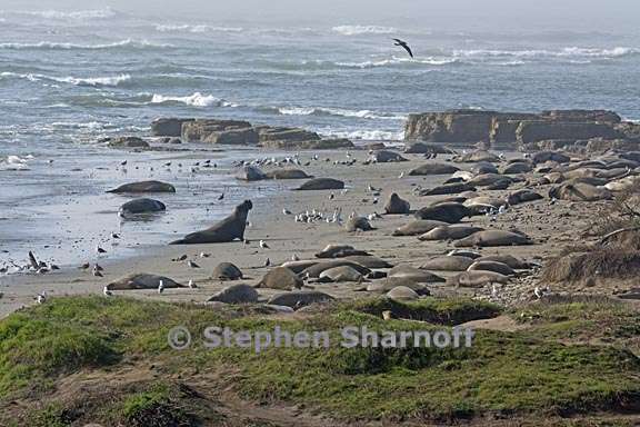 elephant seals 5 graphic